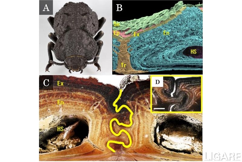 A)P. diabolicus B)外骨格断面の走査型電子顕微鏡画像 C)外骨格接合部断面の光学顕微鏡画像 D)近縁の甲虫種の外骨格接合部