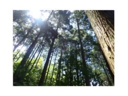 キグナス石油、森林由来J-クレジット活用したカーボンオフセット燃料の実証販売を開始 長崎県の森林保全に貢献