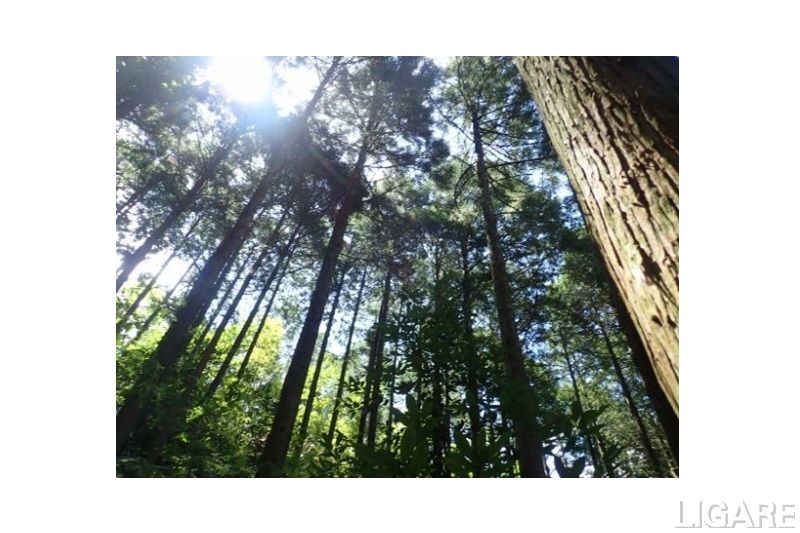 キグナス石油、森林由来J-クレジット活用したカーボンオフセット燃料の実証販売を開始 長崎県の森林保全に貢献